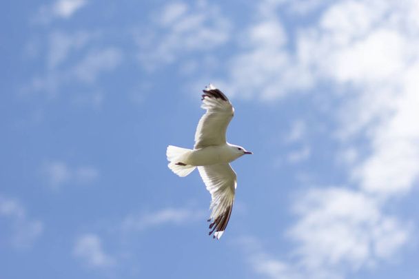 One seagull soaring highly in the blue sky - Photo, image