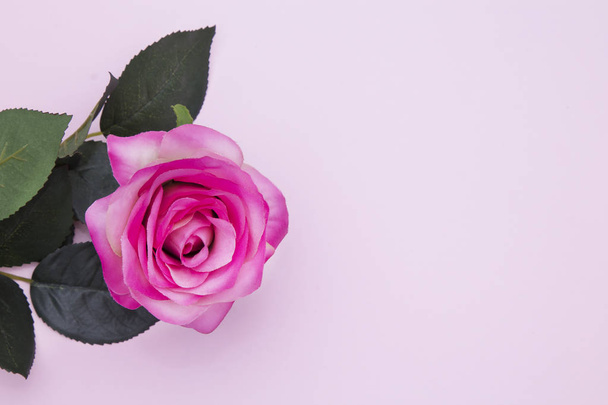 pink rose flower on color background - 写真・画像