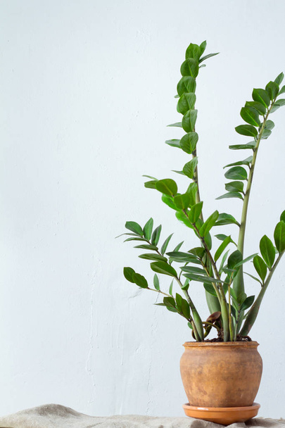 Groene bloem kamerplant zamiokulkas of dollar boom groeien in Clay bruin pot staande op natuurlijke stof geïsoleerd op witte textuur achtergrond - Foto, afbeelding