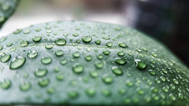Green leaf of homemade lychee tree in water drops close up against other plants - Photo, Image