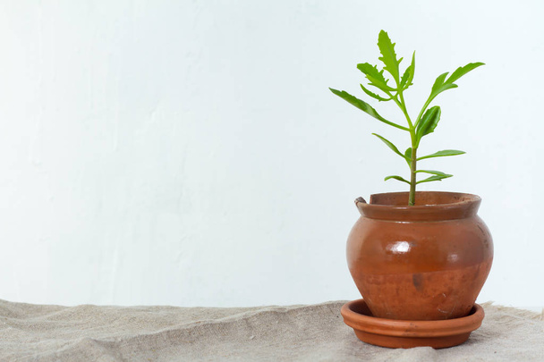 Green flower houseplant platicerium or deer horns growing in clay brown pot standing on natural fabric isolated on white textural background - 写真・画像