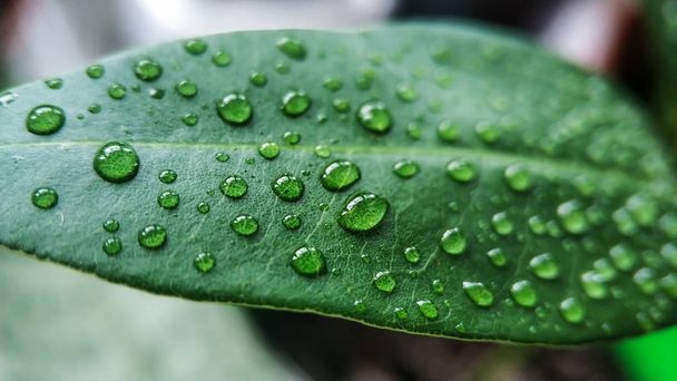 Zelený list domácího lycheeho stromu ve vodě klesá proti ostatním rostlinám - Fotografie, Obrázek