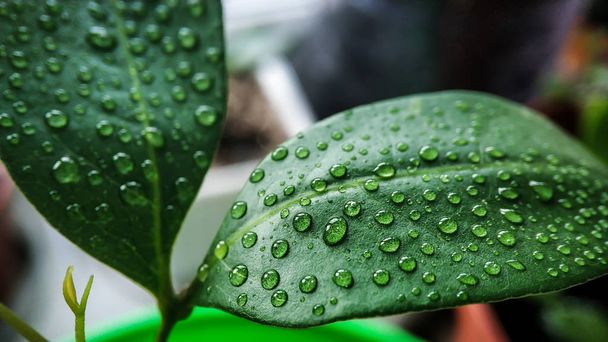 Green leaf of homemade lychee tree in water drops close up against other plants - Photo, Image