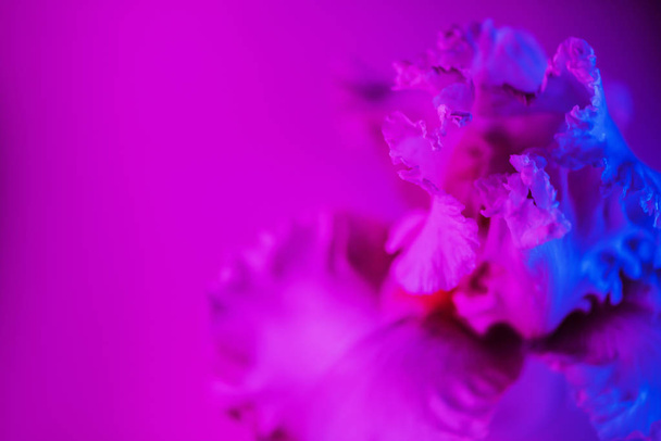 Vivid neon colored iris flower bud - Fotoğraf, Görsel