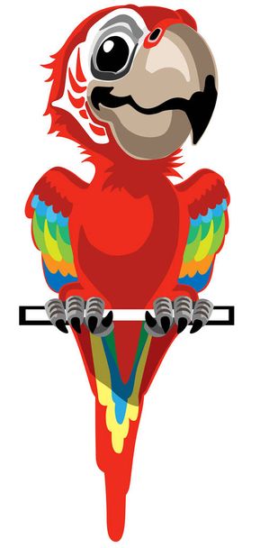 cartoon red macaw parrot - Vector, Image
