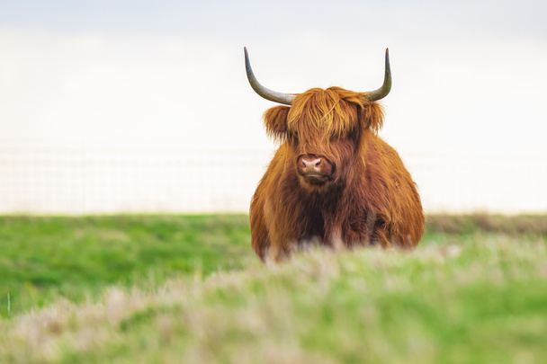 Ganado de las tierras altas, el ganado escocés raza Bos taurus con gran largo
  - Foto, Imagen