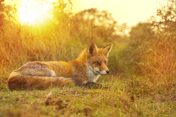 Wild red fox Vulpes Vulpes evening sunset - Photo, Image