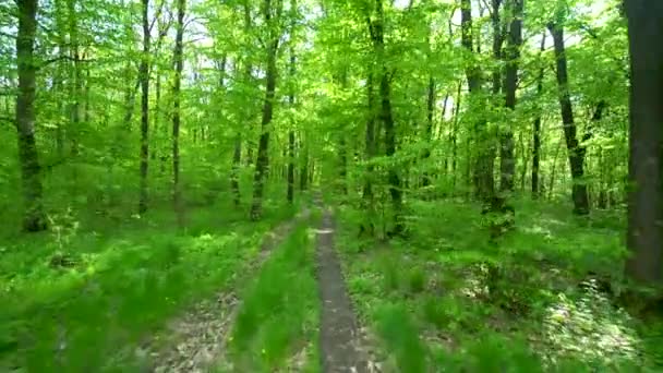 Caminar por el camino en el bosque de primavera
 - Metraje, vídeo