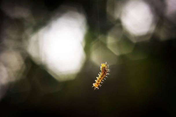 Malé žluté housenky visí na svém prameni izolovaně od pozadí - Fotografie, Obrázek