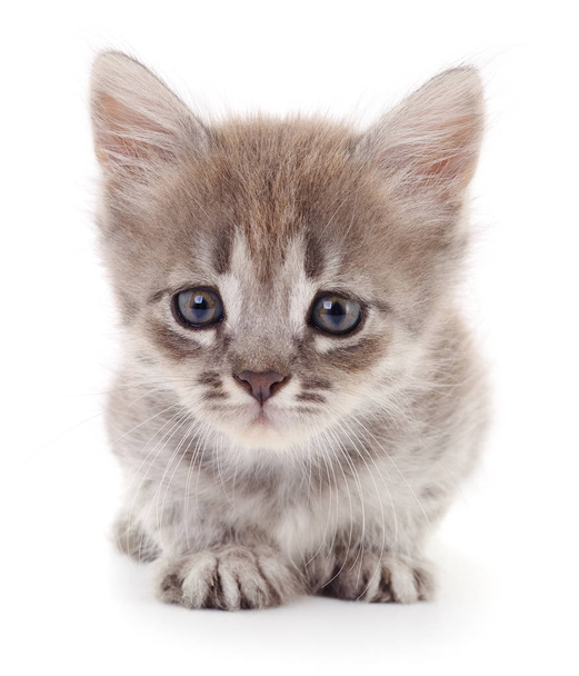 Small gray kitten. - Foto, afbeelding