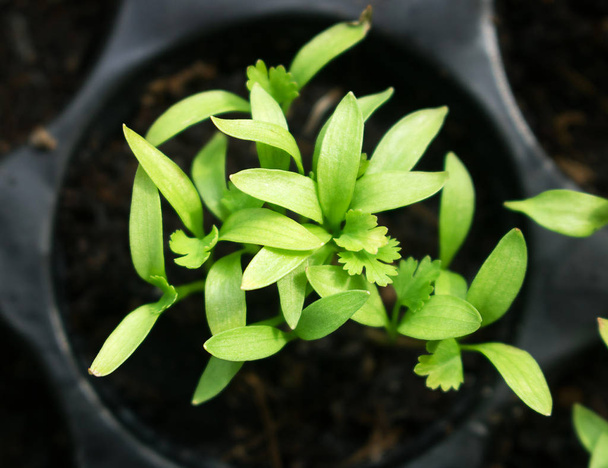 Giovane pianta di germoglio verde di peperoncino in piantagione
. - Foto, immagini