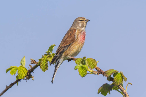 Linnet bird male, Carduelis cannabina singing - 写真・画像