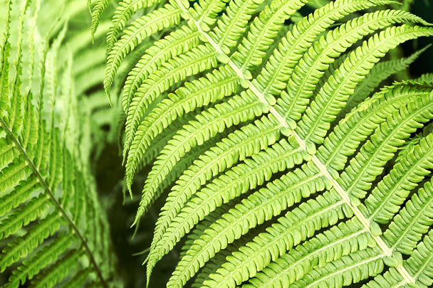 Fern leaves, macro. Abstract summer forest background. - Foto, afbeelding
