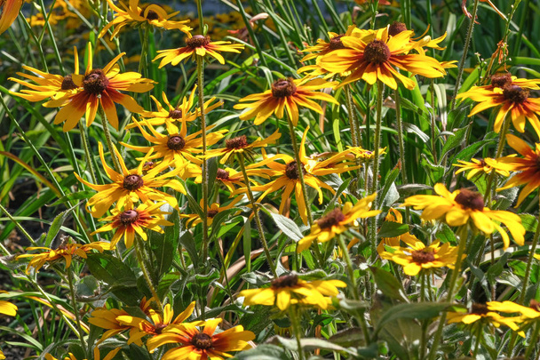 Verano flores amarillas de cerca - Foto, Imagen