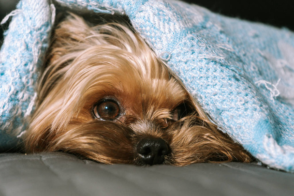 Dog yorkshire terrier under a blanket - Foto, afbeelding