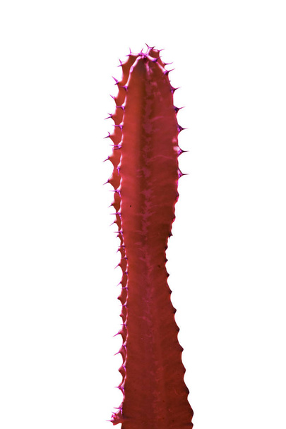 Beautiful colorful modern design cactus - Фото, изображение