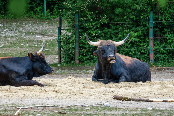 Heck крупный рогатый скот, Bos primigenius taurus или туров в зоопарке
 - Фото, изображение