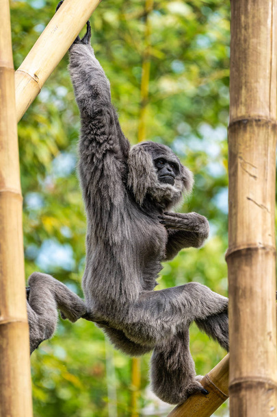 Ezüst Gibbon, Hylobates Moloch az állatkertben - Fotó, kép