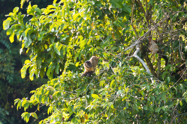 Mono capuchino copetudo sobre la naturaleza en Pantanal, Brasil
 - Foto, imagen