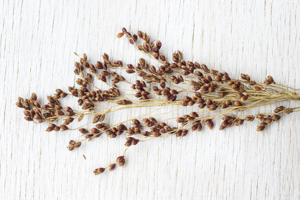 Sprig of red millet of millet on a white background. Close-u - Photo, image