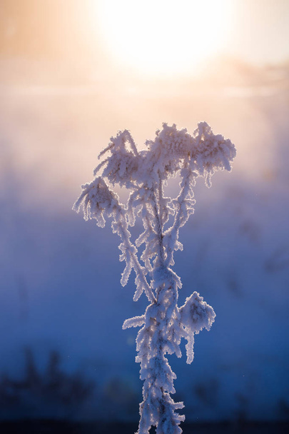zmrazená suchá rostlina v zimě mlhavé ráno v umělecké minimalismus s selektivní fokusem - Fotografie, Obrázek