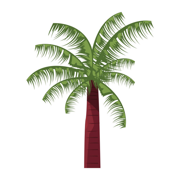 palm tree tropical natural icon vector ilustration - Vector, Image