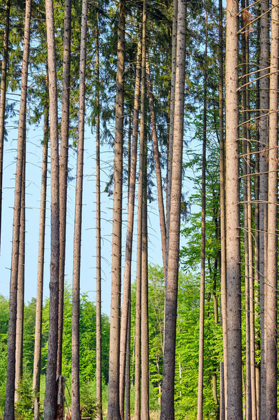 High spruce trees seen in a german forest - Photo, Image