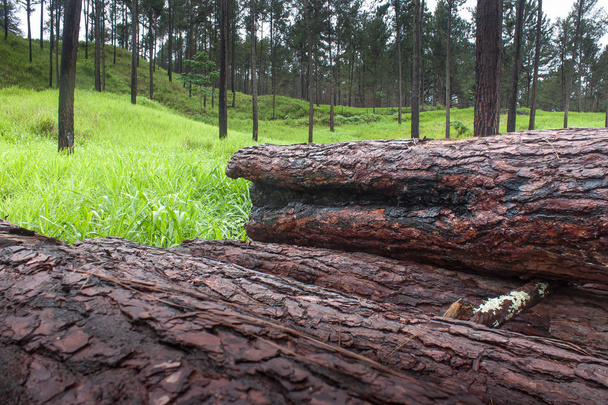 Çamlar ve ağaçlar kesilmiş ya da canlı - Fotoğraf, Görsel