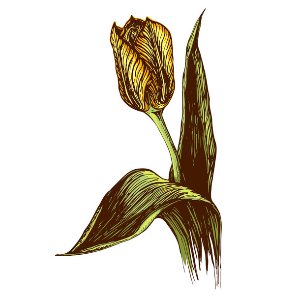Hand drawn vector vintage illustration of Tulip flower on white background. engraved Tulip flower graphic. colored sketch of tulip.flower artwork. black and white vintage illustration of tulip. - Вектор,изображение