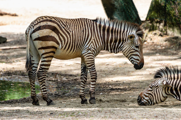 Hartmanns Mountain Zebra, Equus zebra hartmannae. An endangered zebra - Photo, Image