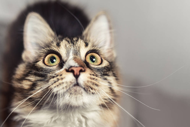 ritratto di un gatto molto sorpreso, che vuole mangiare
 - Foto, immagini