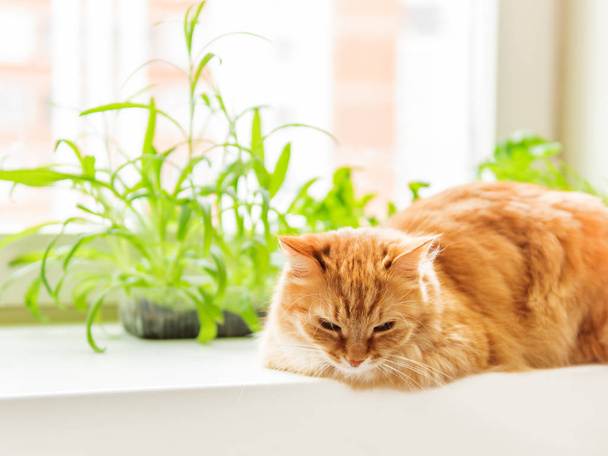 Cute ginger cat is sitting on window sill near flower pots with rocket salad, basil and cat grass. Fluffy pet is staring curiously. Cozy home with plants. - Foto, afbeelding