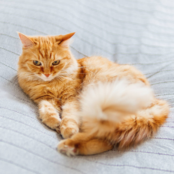 Cute ginger cat lying on bed. Fluffy pet is dozing. Cozy home background. - Fotó, kép