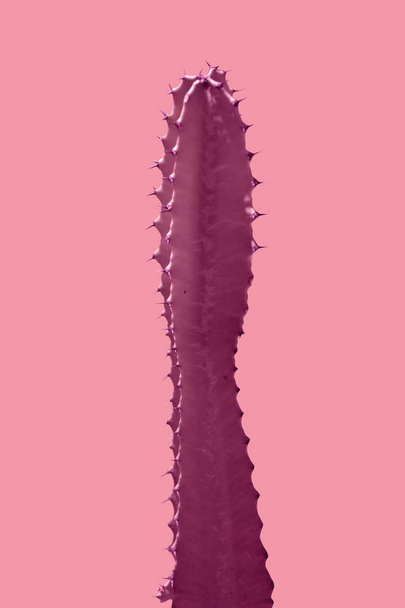Beautiful colorful modern design cactus - Φωτογραφία, εικόνα