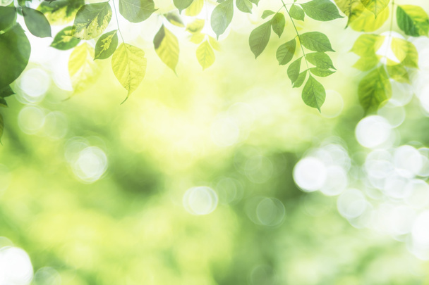 Зеленый лист на размытом зеленом фоне в саду с копией sp
 - Фото, изображение