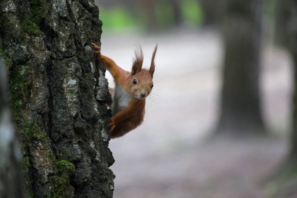 Huvittava punainen orava katsoo ulos puun takia. Eläimet
 - Valokuva, kuva