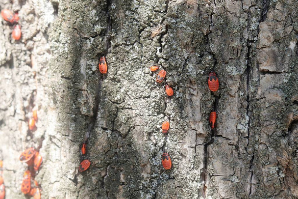Texture of old tree bark and red beetles on it, in its natural environment - Foto, Bild