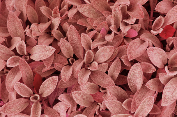 Plants leaves texture in color of the year 2019  - Living Coral, pattern texture, wallpaper  - Photo, Image