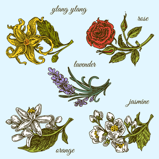 Set of aromatic flowers. Ylang ylang, rose, lavender, orange and jasmine. Color. - Вектор, зображення