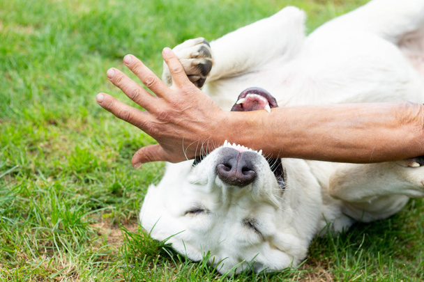 ein fröhlich lächelnder Alabai-Hund wird im Frühling bei einem Spaziergang von einer Menschenhand auf dem natürlichen Hintergrund gestreichelt. - Foto, Bild