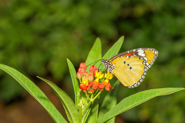 公園で自然の中で蝶をクローズアップ  - 写真・画像
