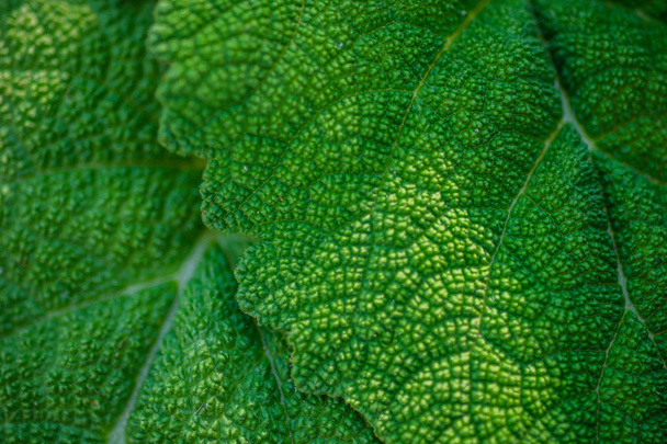 fleshy leaves burdock macro photo for background. - Photo, Image
