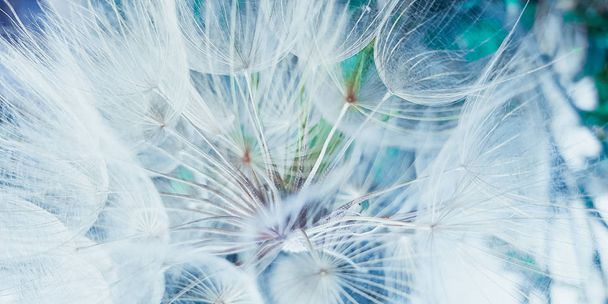 background closeup fluffy dandelion flower, macro photo. - Photo, Image