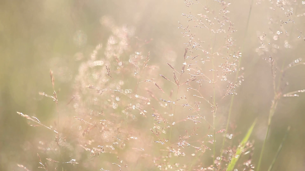 Grass háttérvilágítással a természet bokeh háttere elmosódott naplemente táj és a koncentrált kerek részecskék - Felvétel, videó