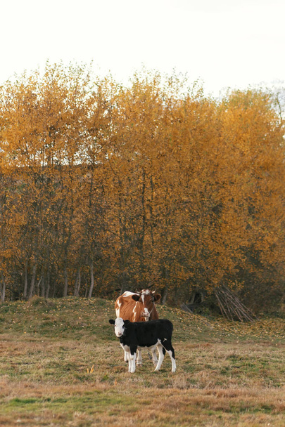 Piękny ładny czarny i biały cielę stojący w pobliżu brązowej krowy i  - Zdjęcie, obraz