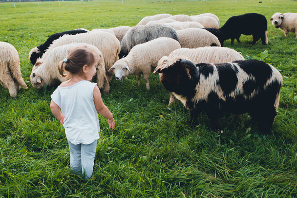 Bébé fille avec des moutons dans la prairie verte
 - Photo, image