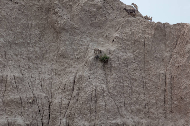 Άγριο μωρό πρόβατο σε ένα απότομο βουνό - Φωτογραφία, εικόνα