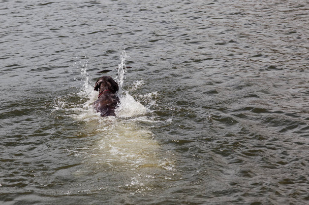 Kutya lekérése egy bottal a Sylvan-tó - Fotó, kép