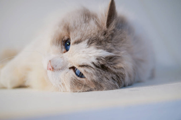 美しい色とパターンを持つ素敵なラグドール猫の肖像画 - 写真・画像