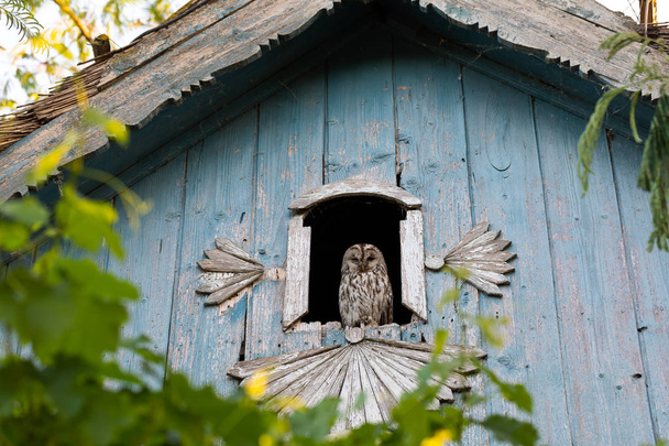 Yksinäinen pöllö ikkunankehyksessä
 - Valokuva, kuva